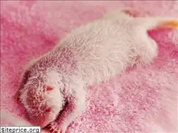 Sites similar to pinkpanda.com