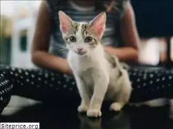 Sites similar to pinkpawsrescueandadoption.org