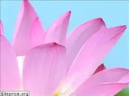 Sites similar to planetaholistico.com.ar