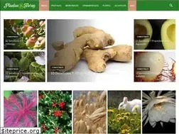 Sites similar to plantasyflores.pro