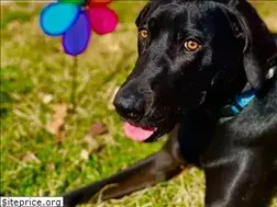 Sites similar to playtimedoggiedaycare.com
