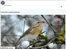 Sites similar to pofoto.club