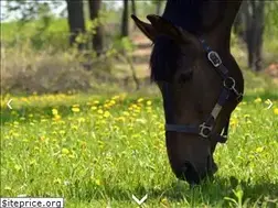 Sites similar to polandpark.pl