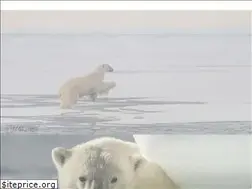 Sites similar to polarbearagreement.org