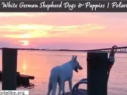 Sites similar to polarbearpuppies.com