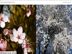 Sites similar to polmos.szczecin.pl