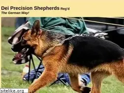 Sites similar to precisiongermanshepherds.ca