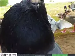 Sites similar to pro-palomas.de