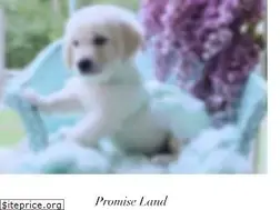 Sites similar to promiselandgoldens.com