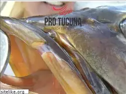 Sites similar to protucuna.com.br