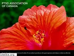 Sites similar to ptsdassociation.com