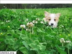 Sites similar to puppies.com.au