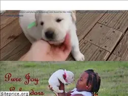 Sites similar to purejoylabradors.com
