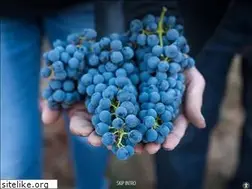 Sites similar to pv365winery.com