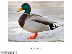 Sites similar to quack.cz