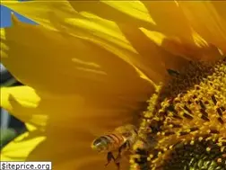 Sites similar to queenofthesun.com