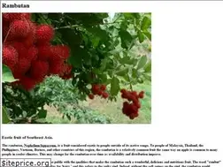 Sites similar to rambutan.com
