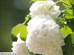 Sites similar to reasonablegardening.nl
