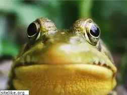 Sites similar to redcientifica.com