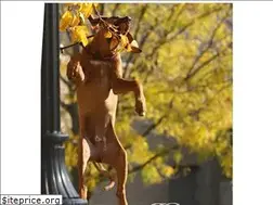 Sites similar to regimentridgebacks.com