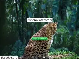 Sites similar to reinoanimal.com.br