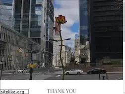 Sites similar to repeatroses.com