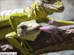 Sites similar to reptilienzooforchtenstein.com