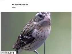 Sites similar to richardnlipow.com