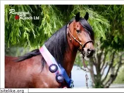 Sites similar to ringsteadranch.com