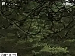 Sites similar to rock-pine.jp