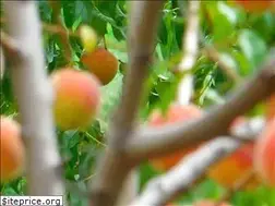 Sites similar to romeopeachfestival.com