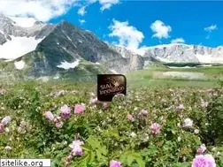 Sites similar to rose-drops.com