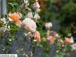Sites similar to rosencafe-brunshausen.de