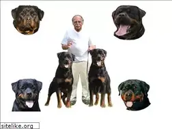 Sites similar to rottweiler-von-bickesheim.de
