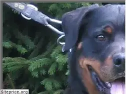 Sites similar to rottweiler-von-schnipperingen.de