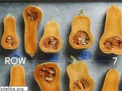 Sites similar to row7seeds.com