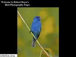 Sites similar to roysephotos.com