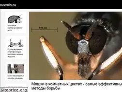 Sites similar to rusvoin.ru