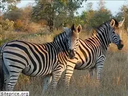 Sites similar to safariafrica.co.za