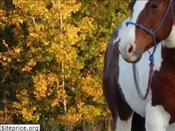 Sites similar to saffronequinecentre.ca