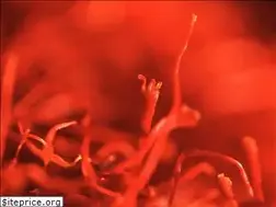Sites similar to safranoleum.at