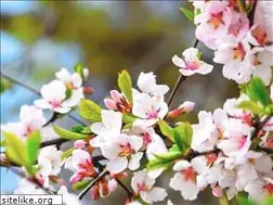 Sites similar to sakuracounseling.org