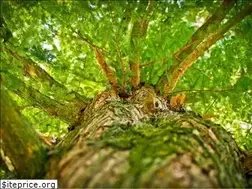 Sites similar to saludconplantas.com