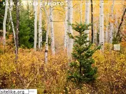 Sites similar to samscholesphoto.com