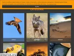 Sites similar to saveriogatto.com