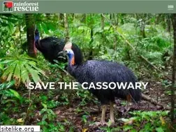 Sites similar to savethecassowary.org.au