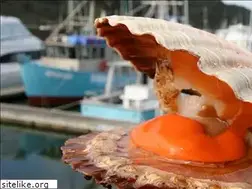 Sites similar to scallopfestival.nz