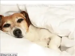 Sites similar to schlafende-hunde.com