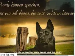 Sites similar to schwarze-elchhunde.de