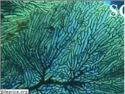 Sites similar to scubaaddicts.lk